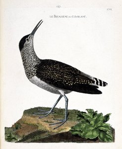 动物学图（鸟类学）：喙或cul-blanc（白屁股，culblanc骑士或Tringa ochropus）。弗朗索瓦-尼古拉-马丁内特（1731-1800）的《鸟类的历史，在它们的外观和敏感方面的绘画》中的插图。私人收藏 作者 弗朗索瓦·尼古拉斯·马丁内