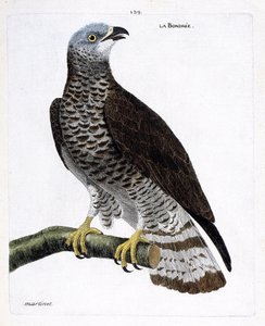 动物学图（鸟类学）：树枝上的bondree（apivore bondree或pernis apivorus）。弗朗索瓦-尼古拉-马丁内特（1731-1800）的《鸟类的历史，以它们的出现和敏感方面来描绘》中的插图。私人收藏。 作者 弗朗索瓦·尼古拉斯·马丁内