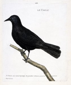 动物学图（鸟类学）：树枝上的白菜（塔楼或corvus monedula的白菜）。弗朗索瓦-尼古拉-马丁内特（1731-1800）的《鸟类的历史，以它们的出现和敏感的方面来描绘》中的插图。私人收藏。 作者 弗朗索瓦·尼古拉斯·马丁内