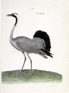 动物学图（鸟类学）：鹤（灰鹤或格鲁斯）--Francois Nicolas Martinet（1731-1800）的《鸟类历史，以其明显和敏感的方面绘制》中的插图 - 私人收藏 作者 弗朗索瓦·尼古拉斯·马丁内