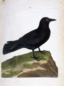 动物学图（鸟类学）：乌鸦（黑鸦或corvus corone）。弗朗索瓦-尼古拉-马丁内特（1731-1800）的《鸟类的历史，在它们的外观和敏感方面的绘画》中的插图。私人收藏。 作者 弗朗索瓦·尼古拉斯·马丁内