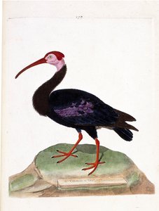 动物学图（鸟类学）：卷尾鹱有一个光秃秃的希望帽（ibis du cap 或 geronticus calvus）的头。弗朗索瓦-尼古拉-马丁内特（1731-1800）的《鸟类的历史，画出它们的外观和敏感方面》中的插图。P 作者 弗朗索瓦·尼古拉斯·马丁内