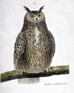 动物学图（鸟类学）：树枝上的公爵或大公爵（grand duke or bubo bubo）。弗朗索瓦-尼古拉-马丁内特（1731-1800）创作的《鸟类的历史，在它们的出现和敏感方面的绘画》中的插图。私人收藏。 作者 弗朗索瓦·尼古拉斯·马丁内