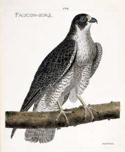 动物学图（鸟类学）：猎鹰出来或猎鹰出来（pelerine falcon或falco peregrinus）在枝头。弗朗索瓦-尼古拉-马丁内特（1731-1800）的《鸟类的历史，在它们的出现和敏感方面的画法》中的插图。牧师 作者 弗朗索瓦·尼古拉斯·马丁内