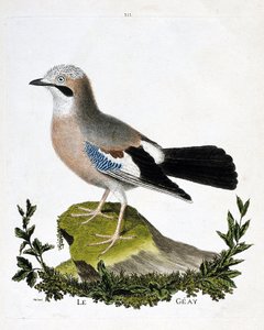 动物学图（鸟类学）：海鸦（channel jay或garrulus glandarius）。弗朗索瓦-尼古拉-马丁内特（1731-1800）的《鸟类的历史，在它们的外观和敏感方面的绘画》的插图。私人收藏。 作者 弗朗索瓦·尼古拉斯·马丁内
