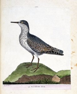 动物学图（鸟类学）：灰色的maubeche（紫色的喙或calidris maritima）。弗朗索瓦-尼古拉-马丁内特（1731-1800）的《鸟类的历史，在它们的外观和敏感方面的绘画》中的插图。私人收藏。 作者 弗朗索瓦·尼古拉斯·马丁内