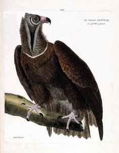 动物学图（鸟类学）：树枝上的大秃鹫（和尚秃鹫或aegipius monachus）。弗朗索瓦-尼古拉-马丁内特（1731-1800）的《鸟类的历史，以它们的出现和敏感方面来描绘》中的插图。私人收藏。 作者 弗朗索瓦·尼古拉斯·马丁内