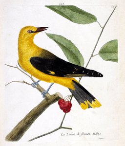 动物学图（鸟类学）：树枝上的雄性法国鸟（European loriot oriolus oriolus）。弗朗索瓦-尼古拉-马丁内特（1731-1800）的《鸟类的历史，以它们的出现和敏感方面来描绘》中的插图。私人收藏 作者 弗朗索瓦·尼古拉斯·马丁内