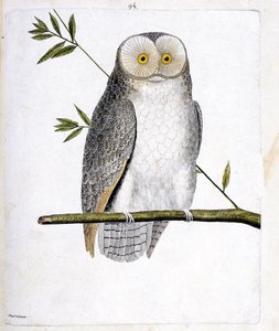 动物学图（鸟类学）：树枝上的猫头鹰（谷仓猫头鹰或Tyto Alba）。弗朗索瓦-尼古拉-马丁内特（1731-1800）的《鸟类的历史，以它们的出现和敏感方面来描绘》中的插图。私人收藏。 作者 弗朗索瓦·尼古拉斯·马丁内