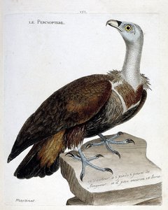 动物学图（鸟类学）：小鹰（fawn vulture or fulvus gyps）。弗朗索瓦-尼古拉-马丁内特（1731-1800）的《鸟类的历史，以它们的外表和敏感的方面来描绘》中的插图。私人收藏。 作者 弗朗索瓦·尼古拉斯·马丁内