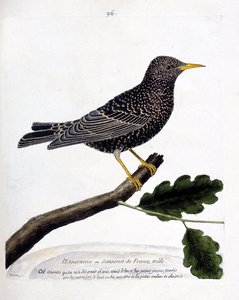 动物学图（鸟类学）：树枝上的椋鸟或桑桑鸟（starling或sturnus vulgaris）。弗朗索瓦-尼古拉-马丁内特（1731-1800）的《鸟类的历史，以它们的出现和敏感方面来描绘》中的插图。私人收藏。 作者 弗朗索瓦·尼古拉斯·马丁内