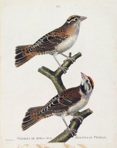 动物学图（鸟类学）：木麻雀或救济（哈德森麻雀或spizea arborea）及其雌性（救济麻雀或petronia petronia）。佛朗哥《鸟类的历史，在它们的出现和敏感方面的画法》中的插图 作者 弗朗索瓦·尼古拉斯·马丁内