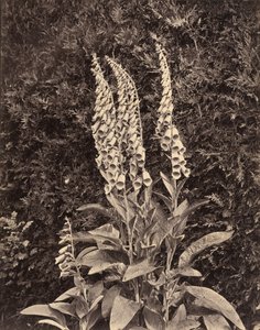 狐狸草，约 1860 年代（照片19 世纪 60 年代（照片）