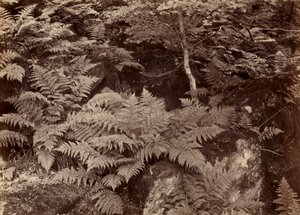 1870年代后期，无标题的蕨类植物研究。