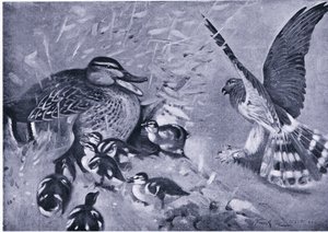 附近的东西，鹞和鸭子 作者 弗兰克·索斯盖特