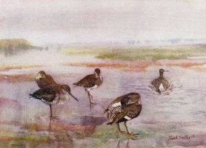 Norfolk Broads：Redshank（彩色石版画） 作者 弗兰克·索斯盖特