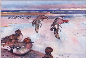 Widgeons，来自Wild Nature＆Country Life的插图，由Hodder＆Stoughton出版，c.1910 作者 弗兰克·索斯盖特