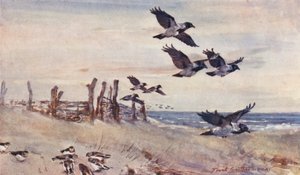 东英吉利海峡的野生动物：秋季移民、戴帽乌鸦和雪鹀（彩色印刷版） 作者 弗兰克·索斯盖特