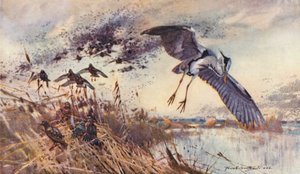 东英吉利海峡的野生动物：在老沼泽地，鹭鸟和椋鸟（彩色石版画）