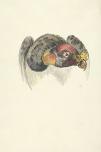 秃鹫王（Sarcoramphus papa）的头部 作者 弗朗索瓦·勒瓦扬 (François Levaillant)