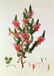 Heather，Erica sebana，由Mackenzie雕刻 作者 弗朗兹·安德里亚斯·鲍尔