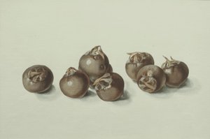 白杨果