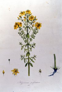 来自 F. De Paola De Schrank 的“Flora Monacensis”的金丝桃属植物或圣约翰草（St. John