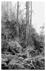 1886年，澳大利亚蓝山山脉的一个沟壑。