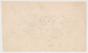 植物素描 作者 弗雷德里克·埃德温·丘奇