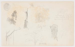 来自哥伦比亚的植物素描：竹子、树干和细节 作者 弗雷德里克·埃德温·丘奇