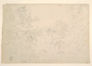 水边的栗树 作者 弗雷德里克·埃德温·丘奇