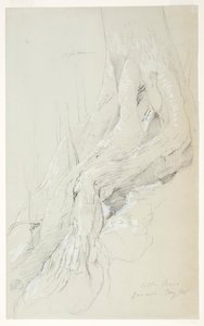 生长在牙买加斜坡上的棉花树根 作者 弗雷德里克·埃德温·丘奇