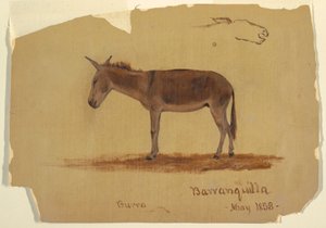 绘画，一头驴，哥伦比亚巴兰基亚，1853 年 5 月 作者 弗雷德里克·埃德温·丘奇
