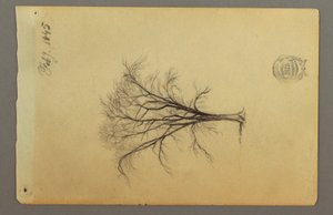 素描，一棵无叶的树，1845 年 2 月 作者 弗雷德里克·埃德温·丘奇