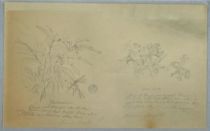 绘画，箭毒草和豆蔻研究，牙买加，1865 年 6 月 作者 弗雷德里克·埃德温·丘奇