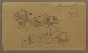 素描，企鹅山的花朵，1865 年 8 月 作者 弗雷德里克·埃德温·丘奇