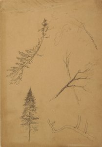 素描，植物素描，1888 年 作者 弗雷德里克·埃德温·丘奇