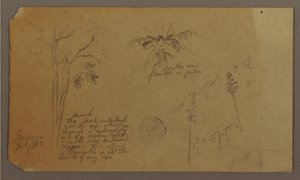 素描，植物素描，1865 年 7 月 作者 弗雷德里克·埃德温·丘奇