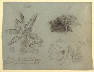 素描，植物素描，南美，1853 年 5 月？ 作者 弗雷德里克·埃德温·丘奇