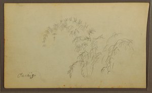 素描，植物素描；背面：植物素描，1857 年 作者 弗雷德里克·埃德温·丘奇