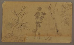 素描，植物素描；背面：云，1865 年 7 月 作者 弗雷德里克·埃德温·丘奇