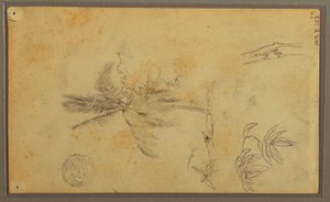 素描，植物素描；背面：蜥蜴，棕榈，1857 年 作者 弗雷德里克·埃德温·丘奇