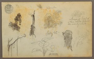 素描，来自哥伦比亚的植物素描：竹子、树干和细节，1853 年 7 月 作者 弗雷德里克·埃德温·丘奇