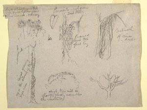素描，哥伦比亚马格达莱纳河植物研究：  寄生虫，枯树，1853 年 作者 弗雷德里克·埃德温·丘奇