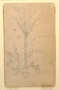 素描，《树的植物学研究》，1857 年 5-6 月 作者 弗雷德里克·埃德温·丘奇