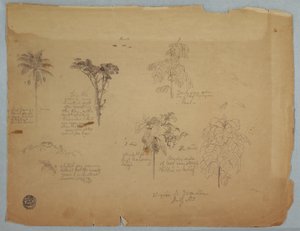 素描，《带飞鹦鹉的植物研究》，哥伦比亚博基亚，1853 年 7 月 作者 弗雷德里克·埃德温·丘奇