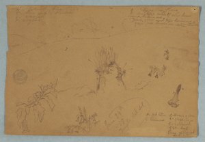 绘画厄瓜多尔基多附近的植物和云彩素描 作者 弗雷德里克·埃德温·丘奇