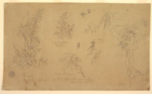 素描，植物素描，"约热附近"，1857 年 7 月 23 日 作者 弗雷德里克·埃德温·丘奇