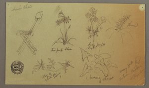 素描，椅子和植物研究，1868 年 5 月 15 日 作者 弗雷德里克·埃德温·丘奇