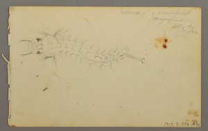素描，云彩研究，1844 年 作者 弗雷德里克·埃德温·丘奇